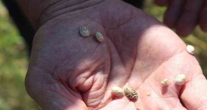 Yozgat’ta süneye karşı mücadele sürüyor