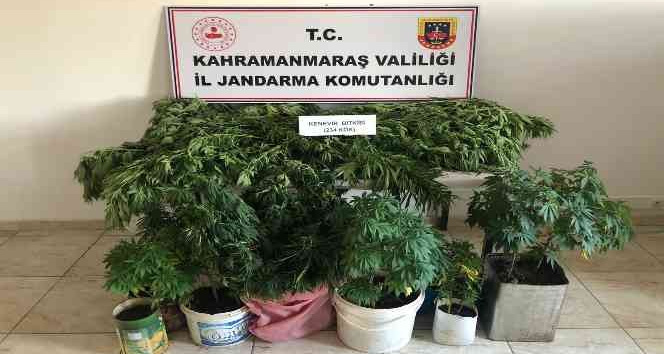 Evlerinde kenevir yetiştirirken yakalandılar