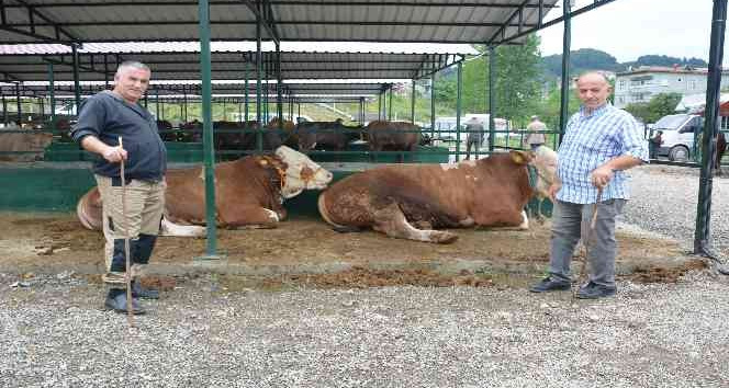 Ordu’da ikinci el araç fiyatına kurbanlıklar satışta