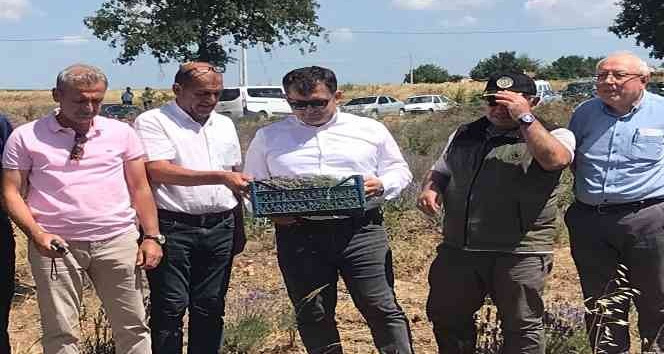 Uzunköprü’de ilk lavanta hasadı yapıldı