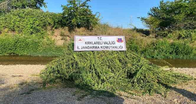 Ayçiçeği tarlasında 85 bin kök kenevir bitkisi ele geçirildi
