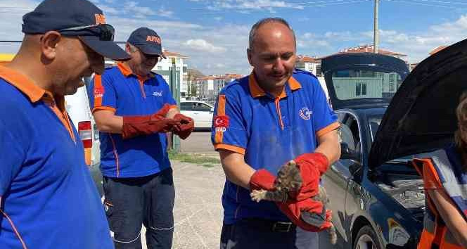 Otomobilin motor kısmına sıkışan yavru kediyi AFAD kurtardı