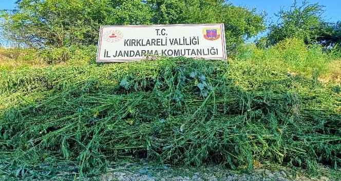 Jandarma drone ile tespit etti: 661 bin kök kenevir yakalandı
