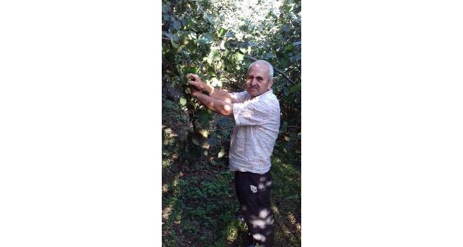 Ihlamur ağacından düştü, hastanede hayatını kaybetti