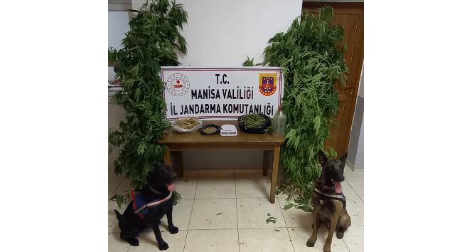 Manisa’da narkotik köpek timi eşliğinde kenevir operasyonu