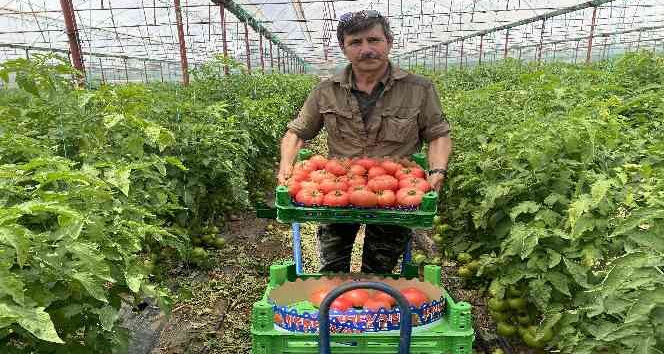 Burdur yaylalarında domates hasadı başladı