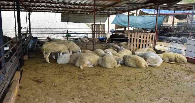 Kepez’in kurban pazarları hazır