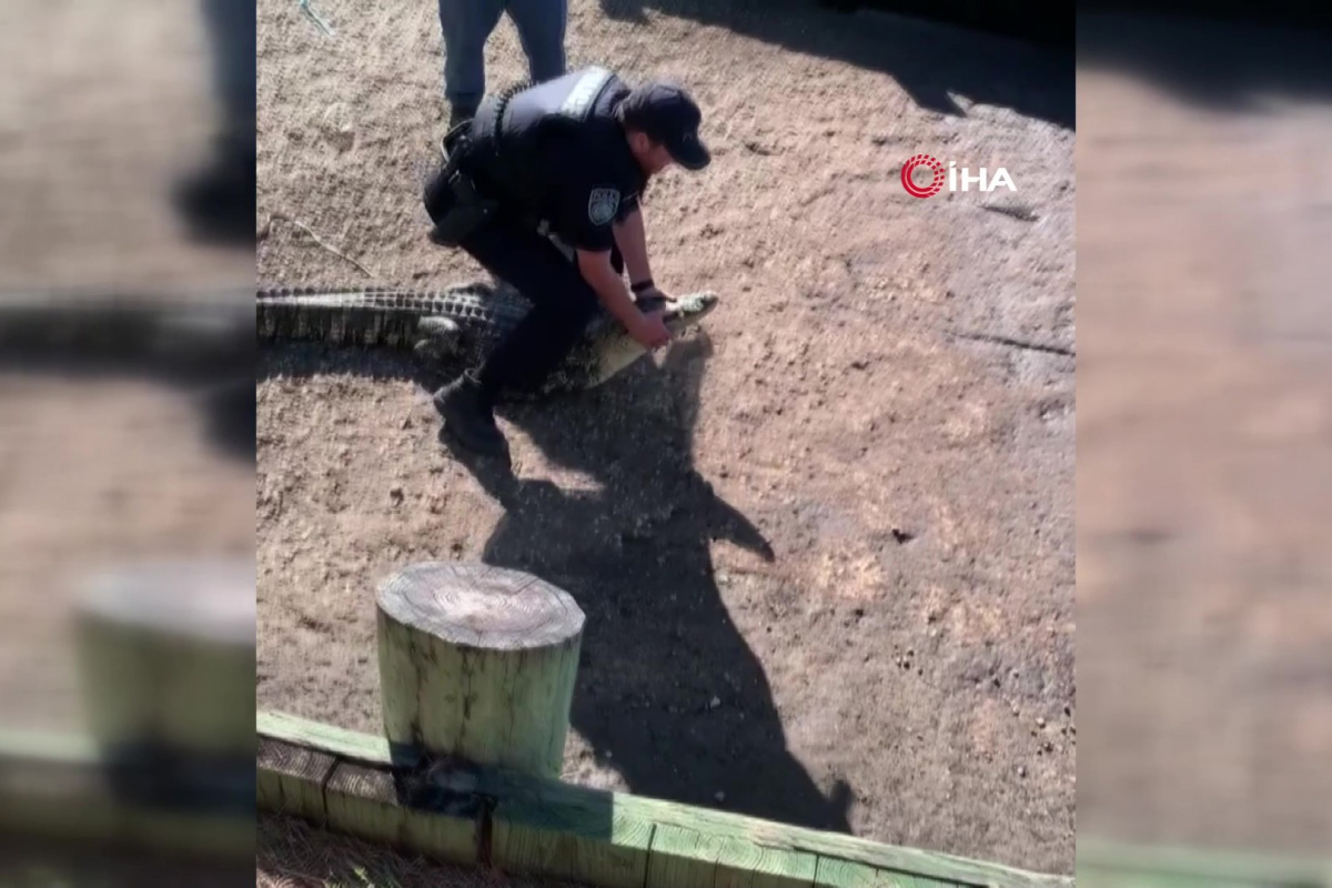 ABD'de polis timsahı elleriyle nehre götürdü