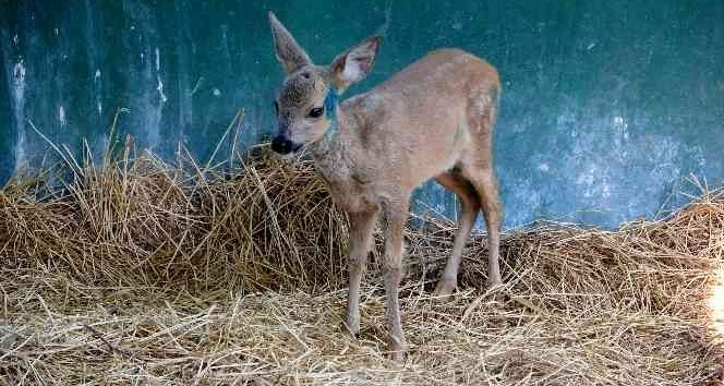 Osmaniye’de köylülerin bulduğu yaralı yavru karaca tedaviye alındı