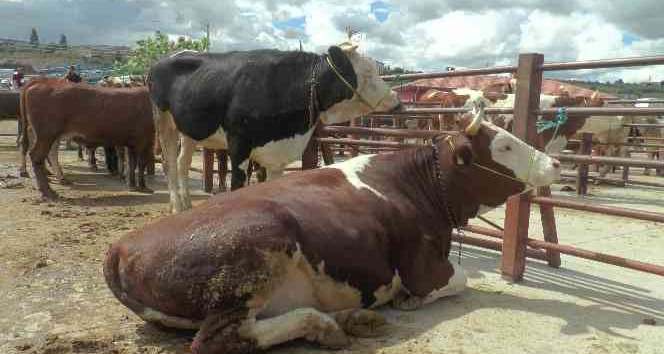 Nevşehir’de kurban kesim yerleri belirlendi