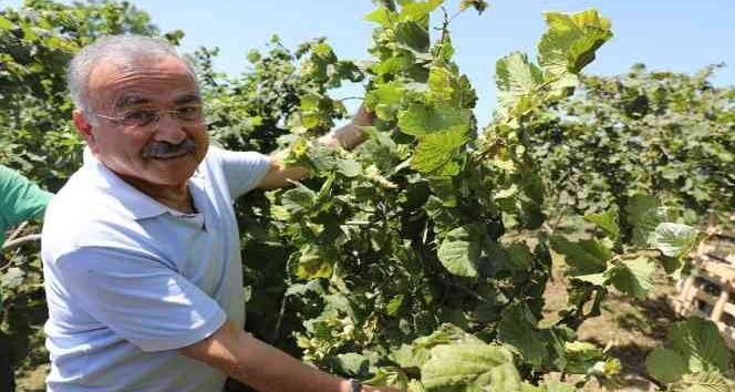 Ordu’da fındık dalda kalmıyor