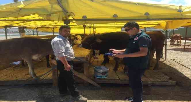 Alıcı ve satıcılara kurbanlık uyarısı