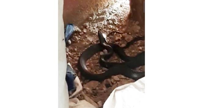 2 metrelik karayılanı korkutmak için torpil attılar