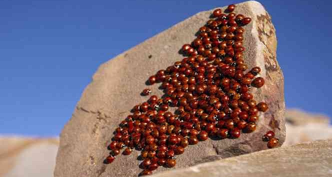 Uğur böceği kolonilerinden görsel şölen