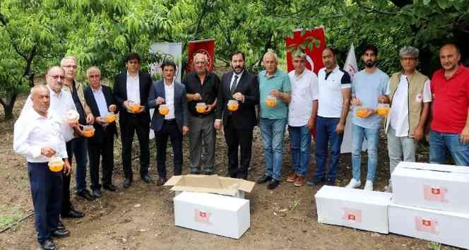 Yalova’da Akdeniz meyve sineği ile biyoteknik mücadele