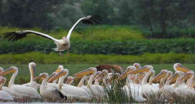 Kaz Gölü’ne ak pelikanlar akın etti