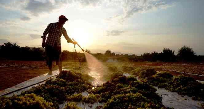 Sarıgöl’de tarım işçi ücretleri belirlendi