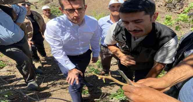 Bingöl’de menengiç ağaçlarına fıstık aşısı yapılmaya başlandı