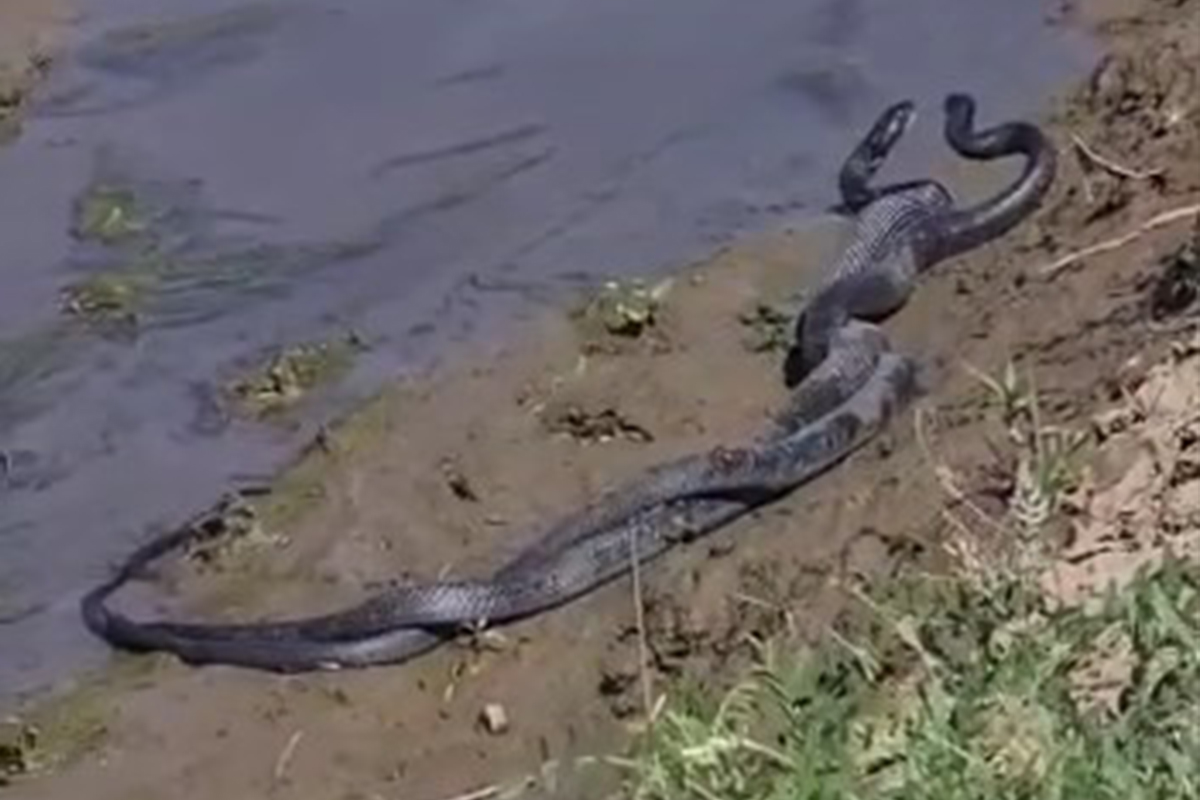 Bingöl'de 1,5 metrelik yılanların dansı görüntülendi