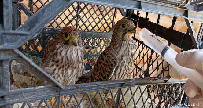 Iğdır’da sıcak havadan etkilenen kerkenezler tedavi altına alındı
