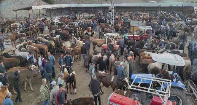 Çekerek’te kurbanlıklar alıcılarını bekliyor