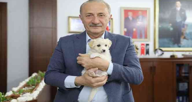 Didim’de hurda malzemeler can dostlar için yuva oldu