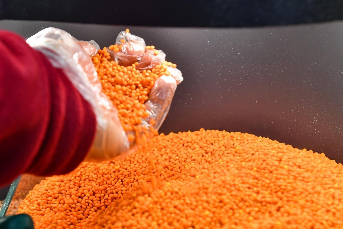 TMO: “Kabuklu kırmızı mercimek alım fiyatı ton başına 14 bin TL olarak belirlenmiştir”