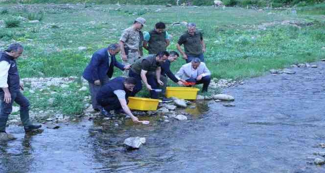 Ordu’nun derelerine 50 bin adet alabalık bırakıldı
