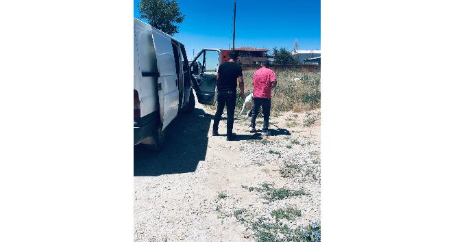 Kırşehir’de polisten ’Pitbull’ operasyonu