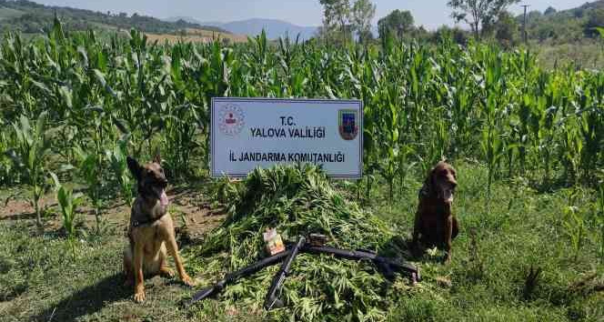 Yalova’da mısır tarlasında bin 128 kök Hint kenevir ele geçirildi