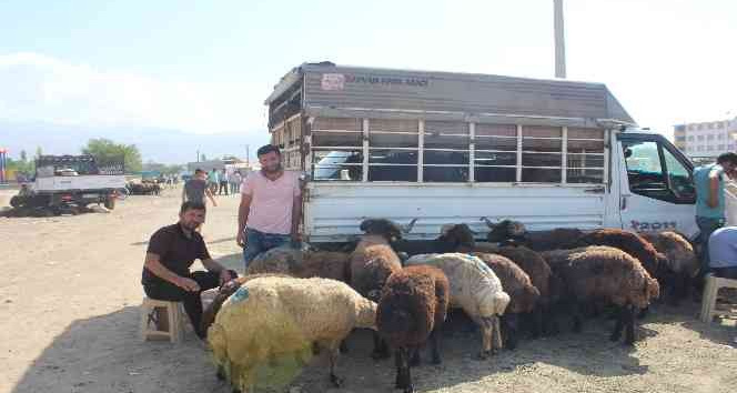 Iğdır’da hayvan pazarında Kurban Bayramı yoğunluğu