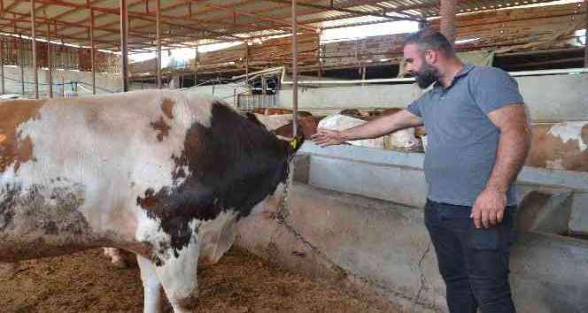 Batman’da 55 bin liraya satılacak 1 tonluk kurbanlık pazarda yerini aldı