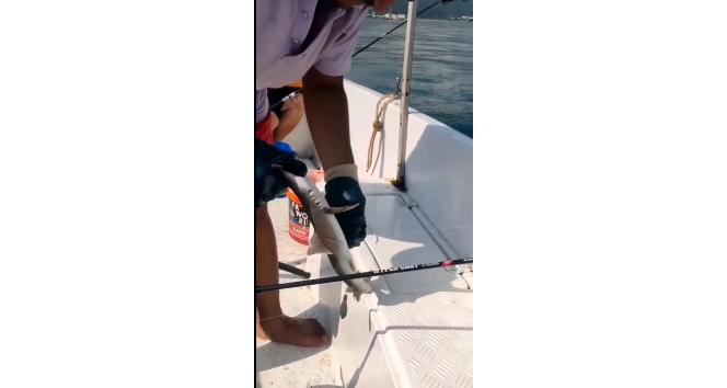 Yalova’da balıkçıların oltasına yavru köpek bağlığı takıldı