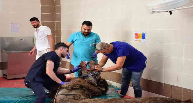 Alt çene kemiği kırık olan deveye implant takıldı