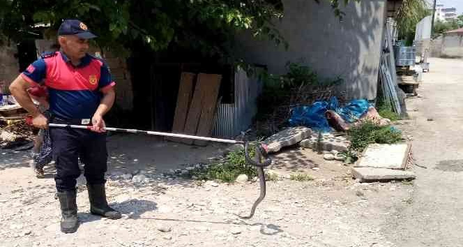 Osmaniye’de eve giren yılanı itfaiye yakaladı