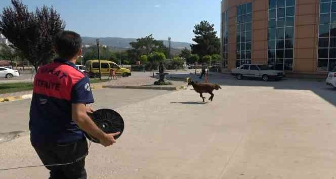 Firar eden kurbanlık koç hastane bahçesini birbirine kattı