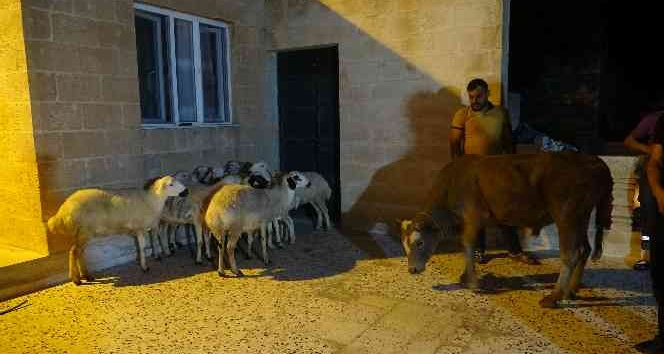 Almanya’da yaşayan Mardinli vatandaş Cumhurbaşkanı Erdoğan için 11 kurban kestirdi