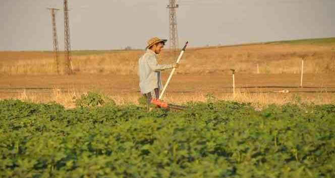Üniversiteli tarım işçisi Kurban Bayramı’nı tarlada geçirdi