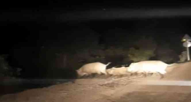 Yemek bulamayan domuz sürüsü köye indi
