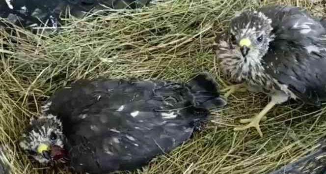 Iğdır’da bulunan yavru kartallar korumaya alındı