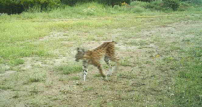 Kırıkkale’de yaban hayatı fotokapanla görüntülendi