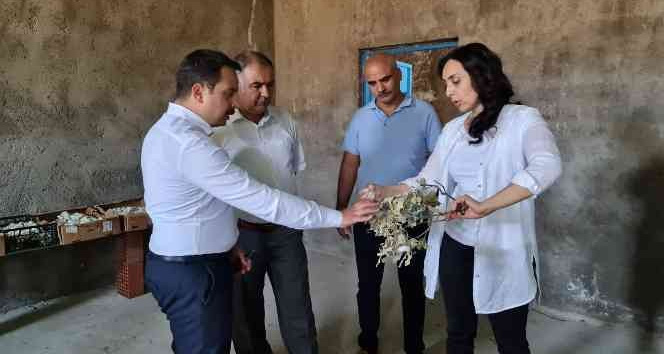 Kaymakam Aydoğan koza hasadına katıldı
