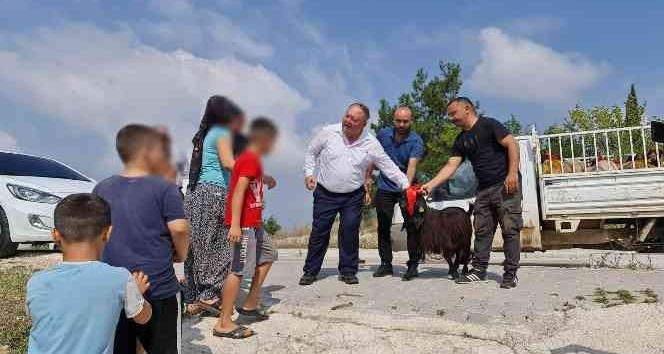 Kadirli’de ihtiyaç sahibi ailelere kurbanlık dağıtıldı
