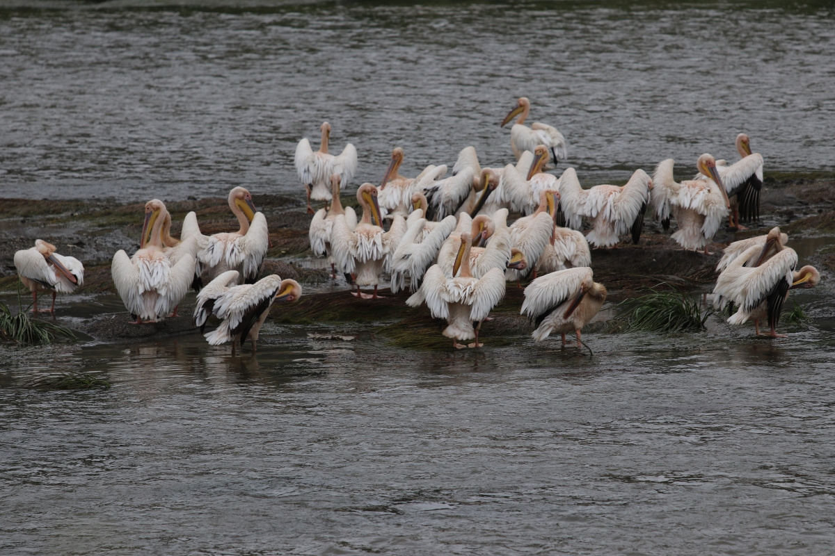 Yeşilırmak’ın sevimli misafirleri: Pelikan sürüsü ilk kez görüldü