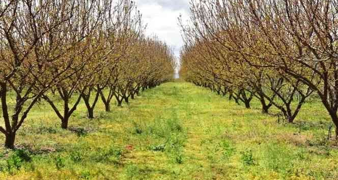Malatya’da hazine arazileri ağaçlandırılacak