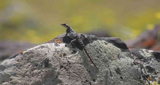 Iğdır’da öğle saatlerinde güneşlenen Kafkas keleri görüntülendi