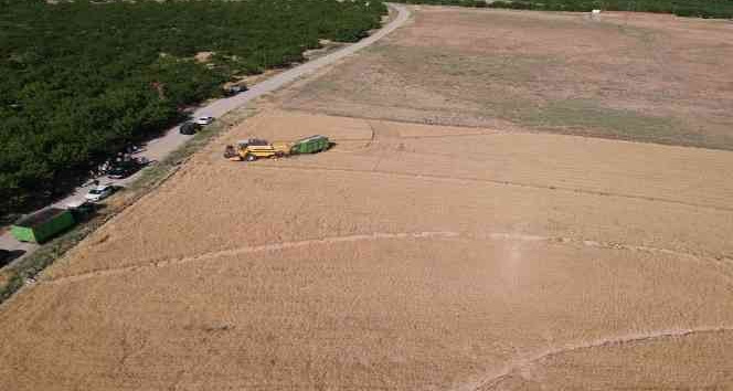 Malatya’da ekilen yeni buğday türünden yüksek verim alındı