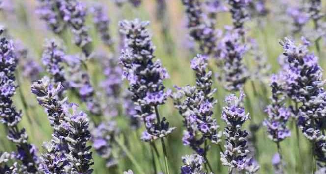 Susuz topraklarda lavanta verimi