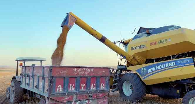 Mazıdağı’nda buğday hasadına devam eden çiftçi, verimden şikayetçi