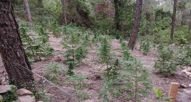 Sumbas’da 120 kök Hint keneviri ele geçirildi